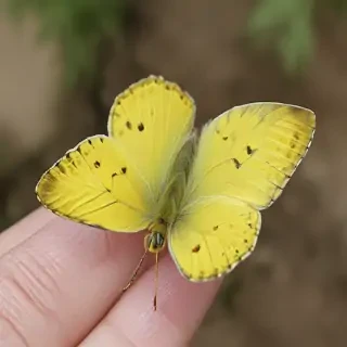 yellow butterfly