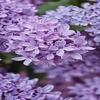 lilac wallpaper iphone