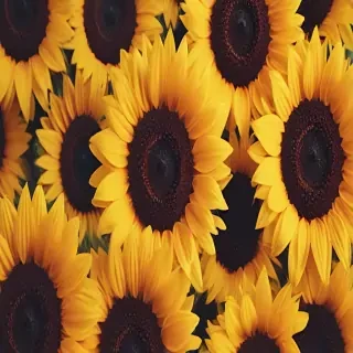 sunflower wallpaper iphone