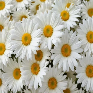 daisy background
