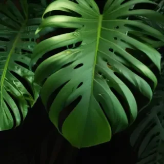 monstera background