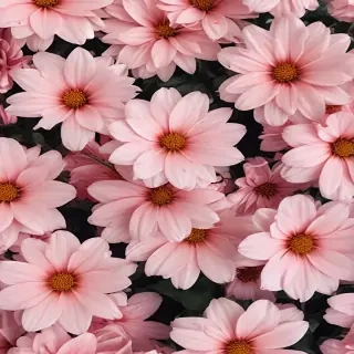 flower background aesthetic