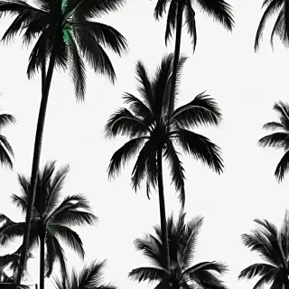 palm tree transparent