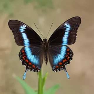 cute butterfly