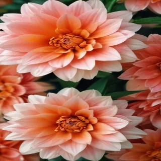 cute wallpaper flower