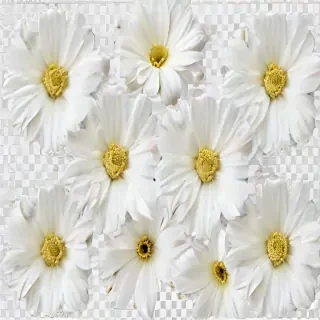 white flowers png transparent