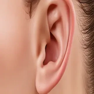 ear png