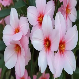pretty flowers