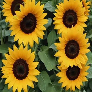 sunflower wallpapers