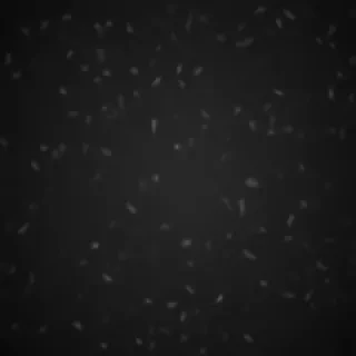 wallpaper for phone black