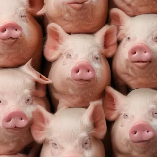 pig background