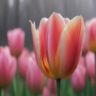 tulip iphone wallpaper