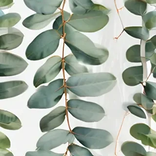 transparent eucalyptus