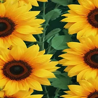 sunflower wallpapers