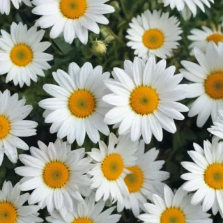 daisy wallpaper iphone