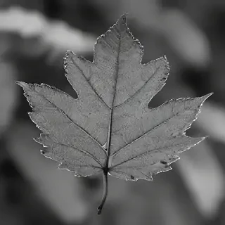 leaf in black and white