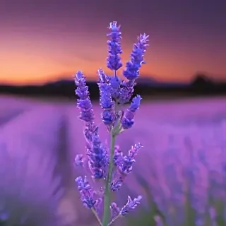 aesthetic lavender wallpaper