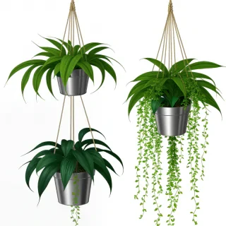 hanging plant png