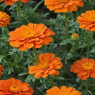 marigold png