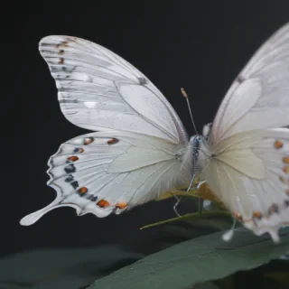 white butterfly png
