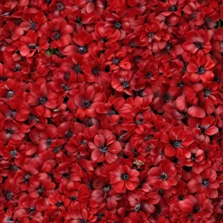 flower background red