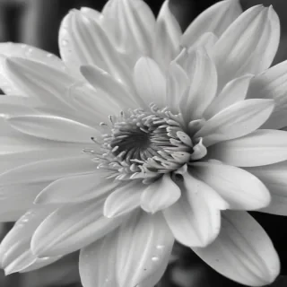 flower images black and white
