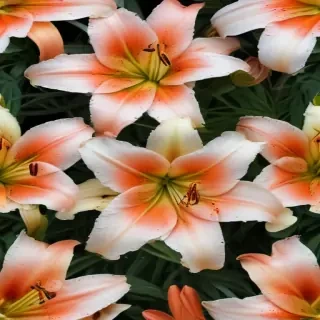 lily flower