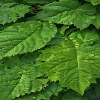 green leaf background