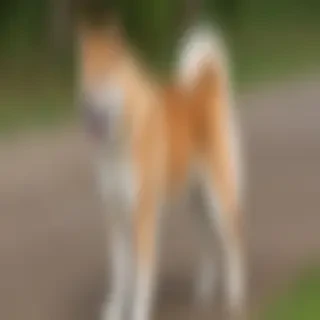 akita inu dog breed