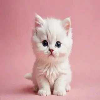 kitty backgrounds