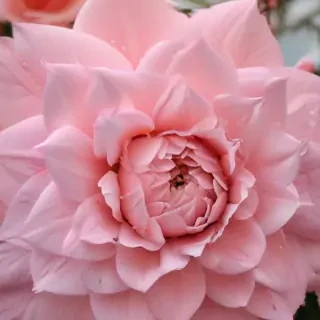 cute pink design