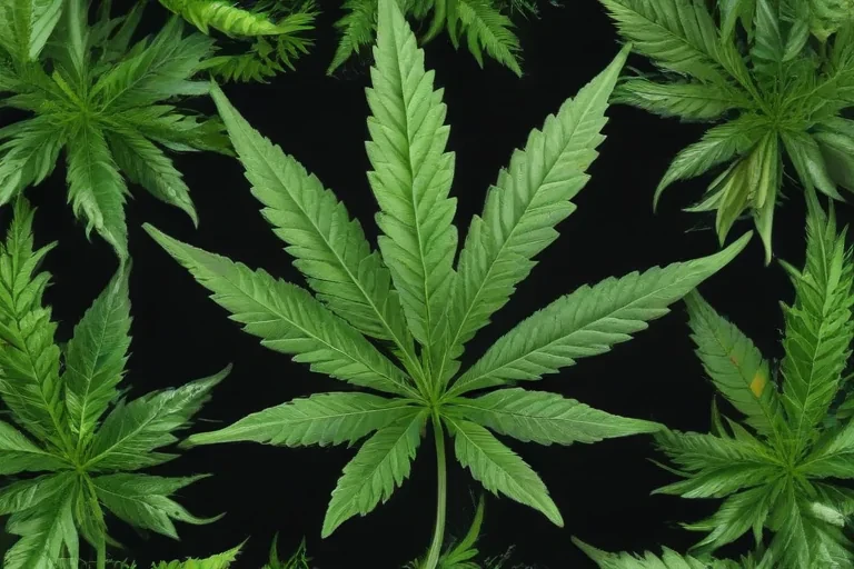 marijuana leaf transparent background