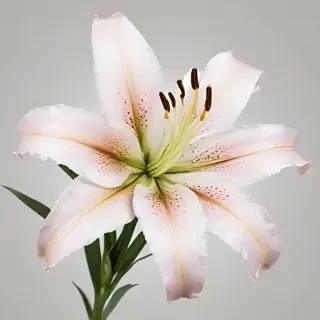 lily flower png