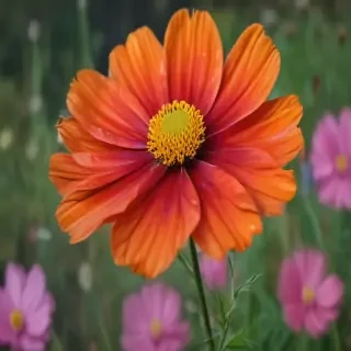 cosmos flower