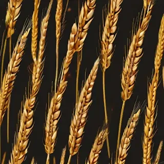 wheat png