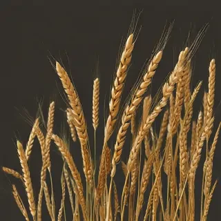 wheat png