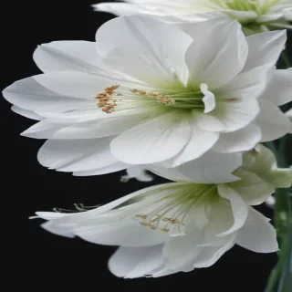 transparent white flower
