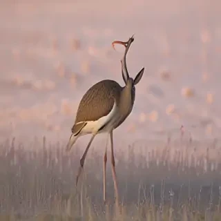??? ?????