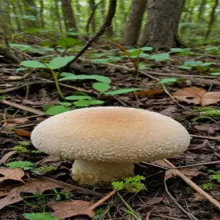 puffball mushroom