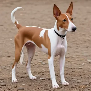 ibizan hound dog breed
