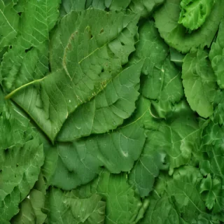 leaf background green