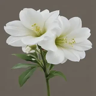 white flower png