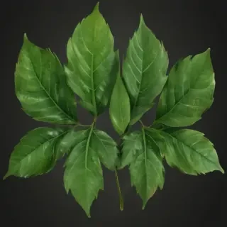 leaves png transparent