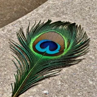 peacock feather images