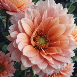 iphone wallpaper flower background
