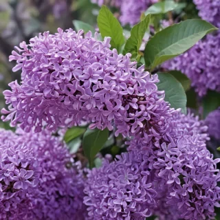lilac wallpaper iphone