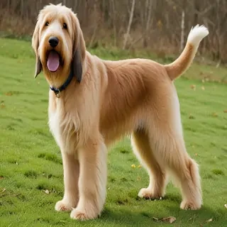 otterhound dog breed