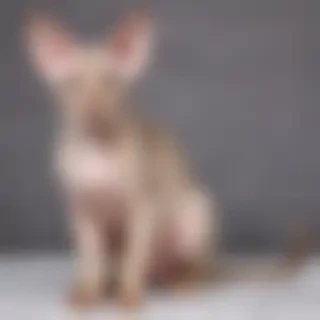 peterbald cat breed