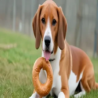bagle hound dog breed