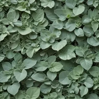sage green aesthetic